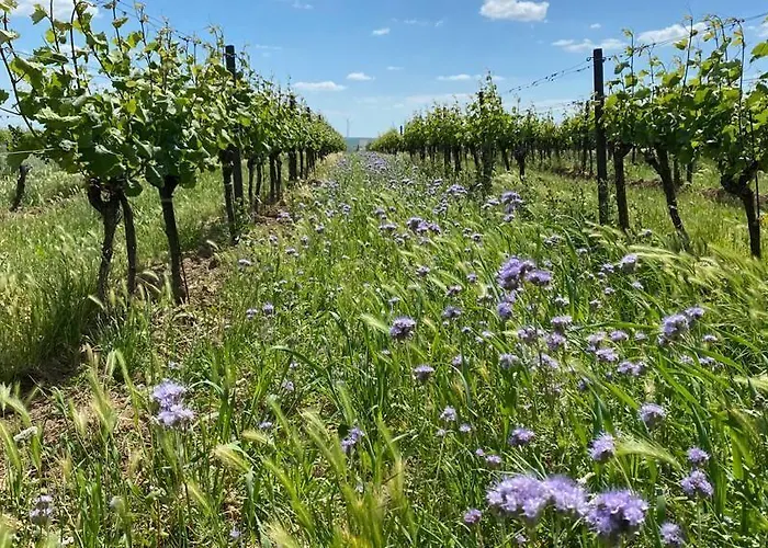 Geniesserhof Haimer - Garni 4*